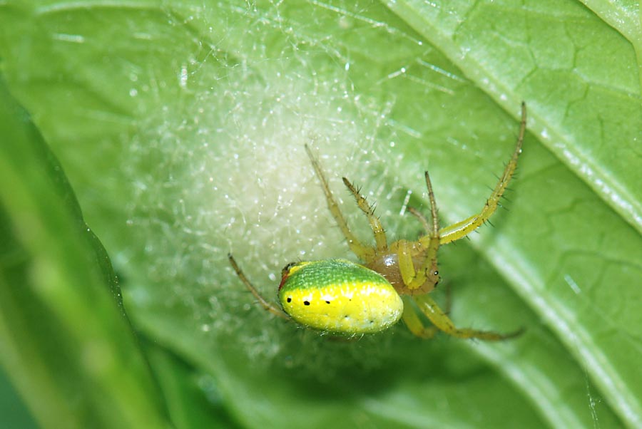 Araniella sp.